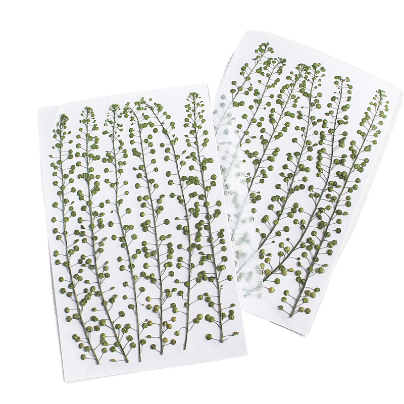 Natural Color Green Bell Grass - Resin Art Baby ulasan dan harga