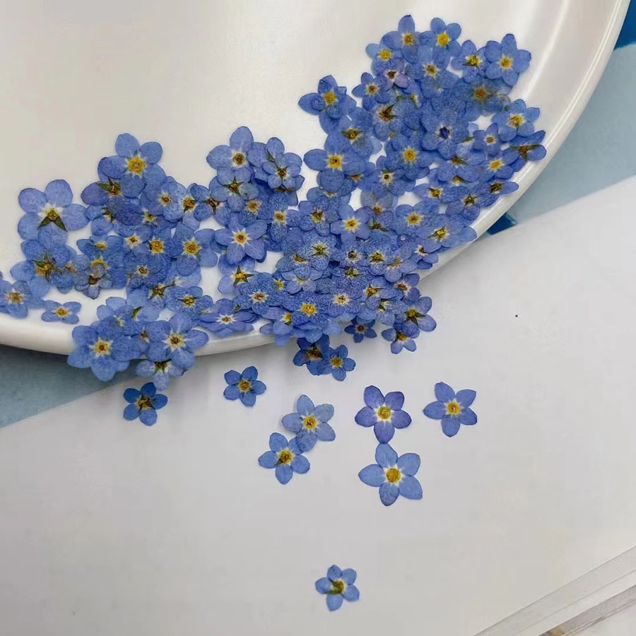 60pcs Mini Pressed Dried Flowe - Resin Art Case ulasan dan harga